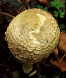 Chlorophyllum olivieri image