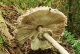 Chlorophyllum olivieri image