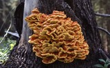 Laetiporus conifericola image