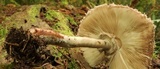 Chlorophyllum olivieri image
