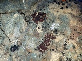 Catapyrenium squamulosum image