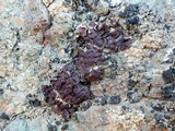 Catapyrenium squamulosum image