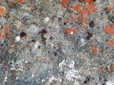 Catapyrenium squamulosum image