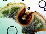 Catapyrenium squamulosum image