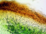 Catapyrenium squamulosum image
