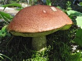 Leccinum boreale image