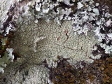 Pertusaria hymenea image