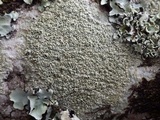 Pertusaria hymenea image
