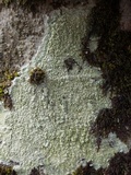 Pertusaria hymenea image