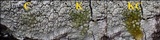 Pertusaria hymenea image