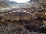 Lentinellus ursinus image