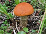 Leccinum insigne image