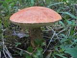 Leccinum insigne image