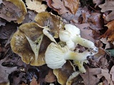 Tricholoma subsejunctum image