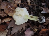 Tricholoma subsejunctum image