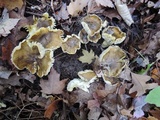 Tricholoma subsejunctum image