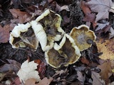 Tricholoma subsejunctum image