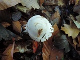 Tricholoma album image