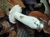 Tricholoma album image