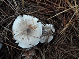 Tricholoma scalpturatum image