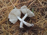 Tricholoma scalpturatum image