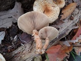 Pholiota squarrosoides image