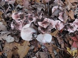 Hygrophorus russula image