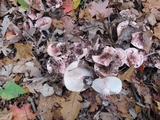 Hygrophorus russula image