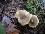 Tricholoma subsejunctum image