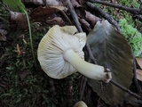 Tricholoma subsejunctum image