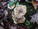 Tricholoma subsejunctum image