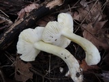 Tricholoma subsejunctum image