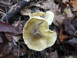 Tricholoma subsejunctum image