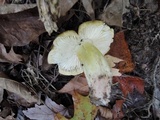 Tricholoma subsejunctum image