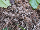 Helvella elastica image