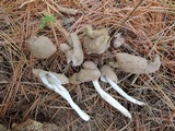 Helvella elastica image