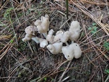 Helvella elastica image