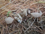 Helvella elastica image