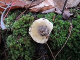 Tricholoma subsejunctum image