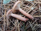Lactarius oculatus image