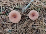 Lactarius oculatus image
