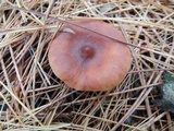 Lactarius oculatus image