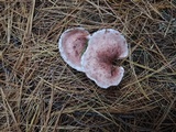 Hygrophorus erubescens image