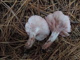 Hygrophorus erubescens image
