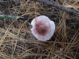 Hygrophorus erubescens image