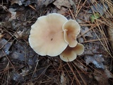 Clitocybe diatreta image