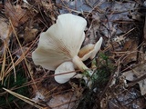 Clitocybe diatreta image