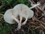 Clitocybe diatreta image