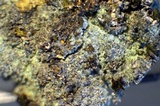 Lepraria caesioalba image