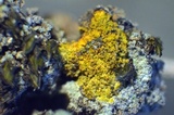 Lepraria caesioalba image
